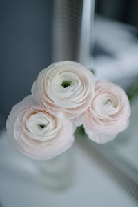 Close-up of white rose