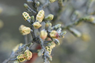 Close-up of flower buds on twig