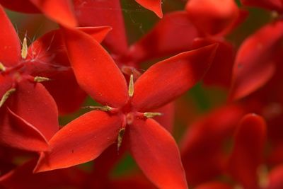 Close-up of red flowering plant