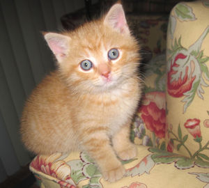 Close-up portrait of cat