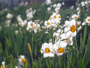 Close-up of fresh white flowers in field