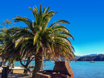 Palm trees against blue sky