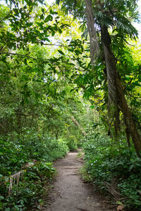 Trees in forest