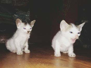 Portrait of cats sitting at home