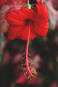 Close-up of red hibiscus