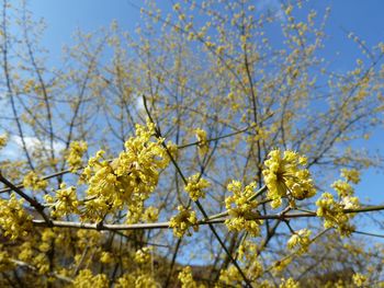 Low angle view of yellow flowers blooming on tree