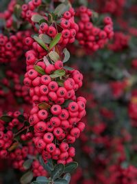 Close-up of red berries growing on plant