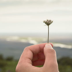 Close up female hand holding valerian flowers concept photo