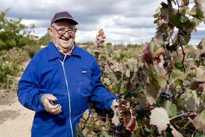 Smiling elderly man harvesting black grapes in vineyard