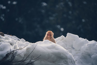 Low angle view of bird on snow