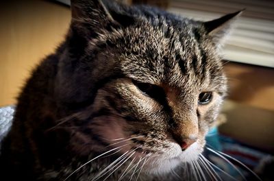 Close-up portrait of a cat