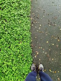 Low section of person standing on leaves