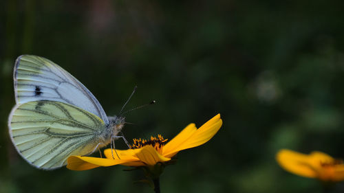 Close-up of butterfly pollinating on yellow flower