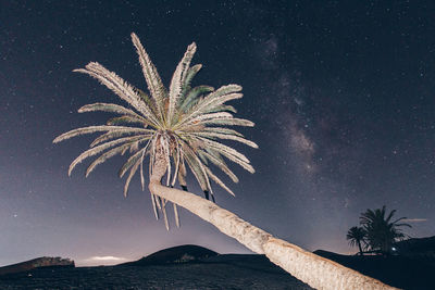 Low angle view of palm tree against sky at night