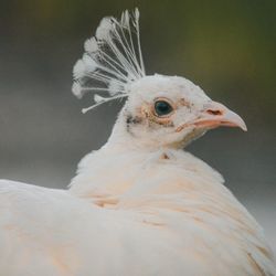 Close-up of a bird