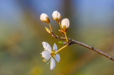 Close-up of white flowering plant