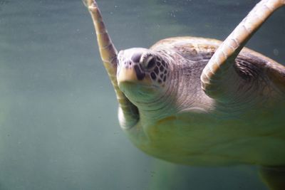 Close-up of turtle swimming in sea