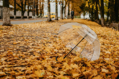 Autumn fall background with transparent umbrella on fallen yellow maple leaves