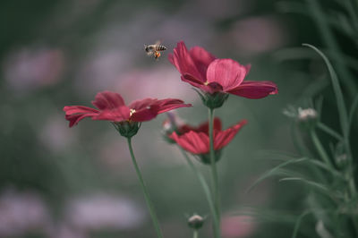 Close-up of pink flowering plant