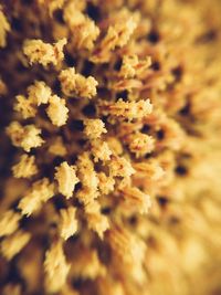 Close-up of yellow flower