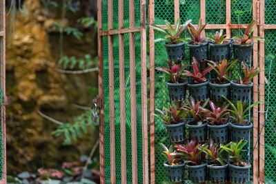 Close-up of potted plants