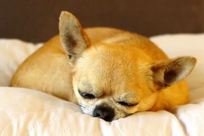 Close-up of a dog sleeping on bed