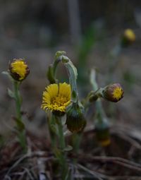 Close-up of yellow flowering plant