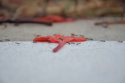 Close-up of autumn leaves on street