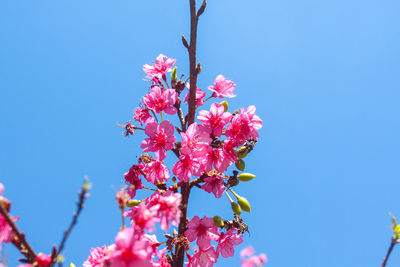 Low angle view of pink flowers on branch