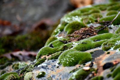 Close-up of moss growing on rock