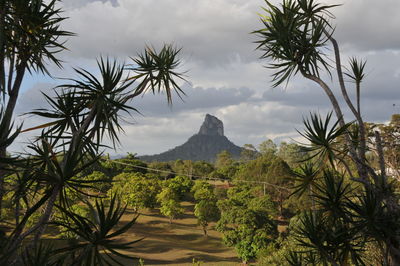 Scenic view of palm trees on landscape against sky