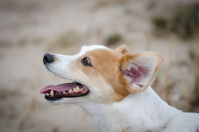 Close-up of dog