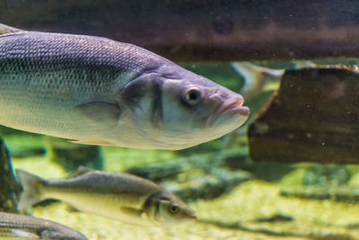 Close-up of fish swimming in aquarium