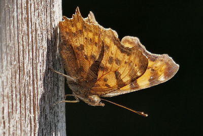 Close-up of butterfly on wood