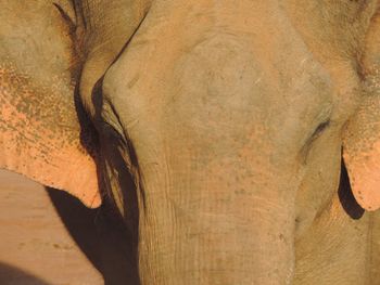 Close-up of elephant