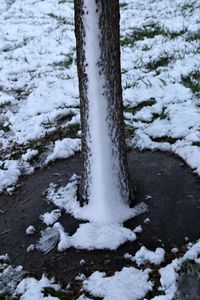 Close-up of tree trunk during winter