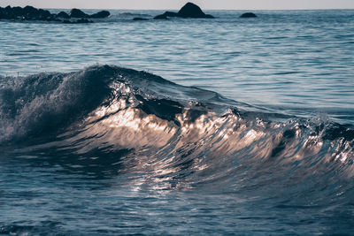 Close-up of swimming in sea