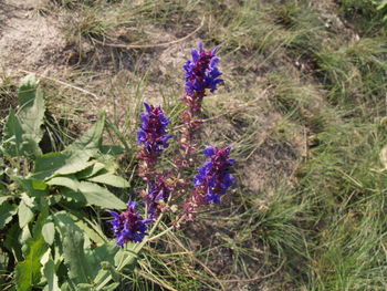 Close-up of purple flowers growing in field