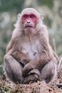 Portrait of monkey sitting outdoors