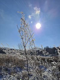 Low angle view of plants against sky during winter