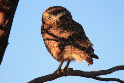 Low angle view of owl perching on branch against sky in sunset 