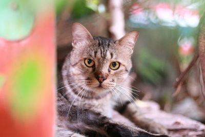 Close-up portrait of tabby cat outdoors