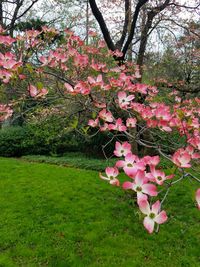 Close-up of pink flower tree