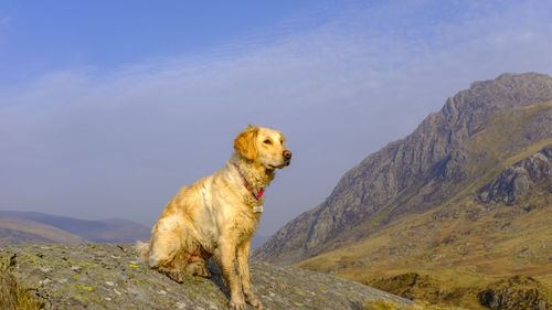 Golden retriever posing in the snowdonia national park in north wales uk