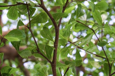 Low angle view of tree