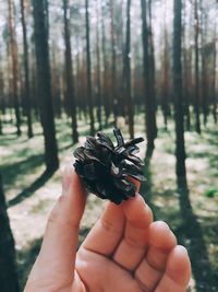 Cropped image of person holding pine cone on tree