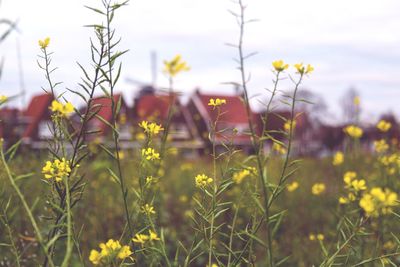 Close-up of yellow flowering plants on field