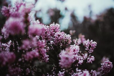 Close-up of pink flowers