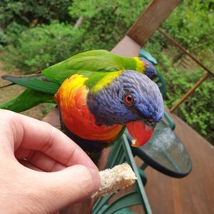 Cropped image of hand holding parrot