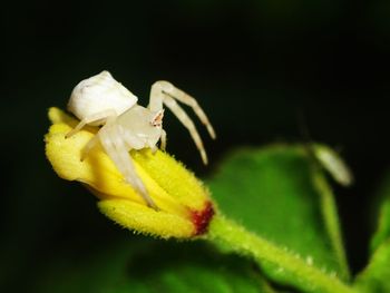 Close-up of yellow flower blooming outdoors